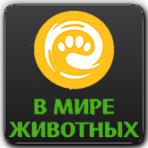 В мире животных